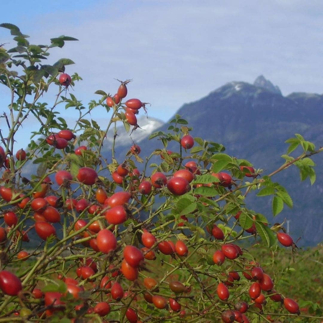 Rosehip Oil, 100% Organic