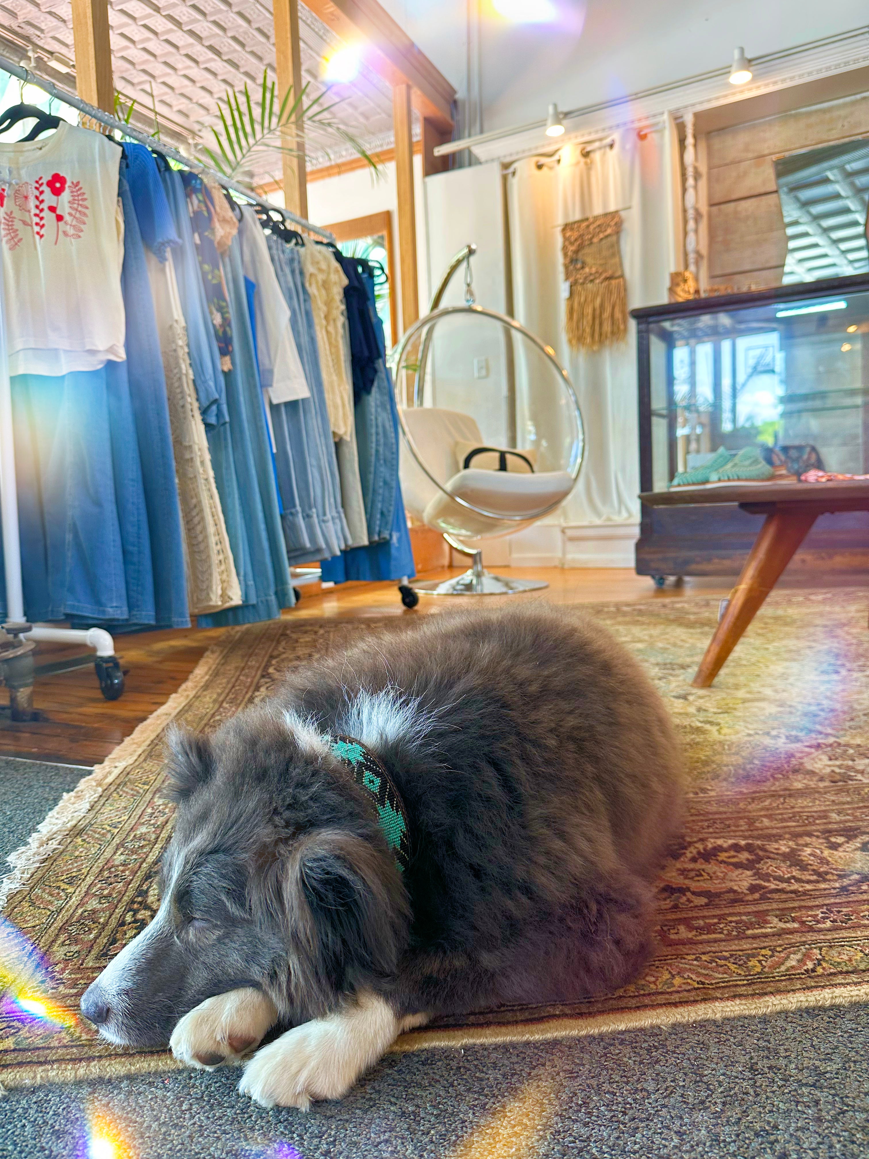 Dog lying on a rug in a room with clothing racks and a television.