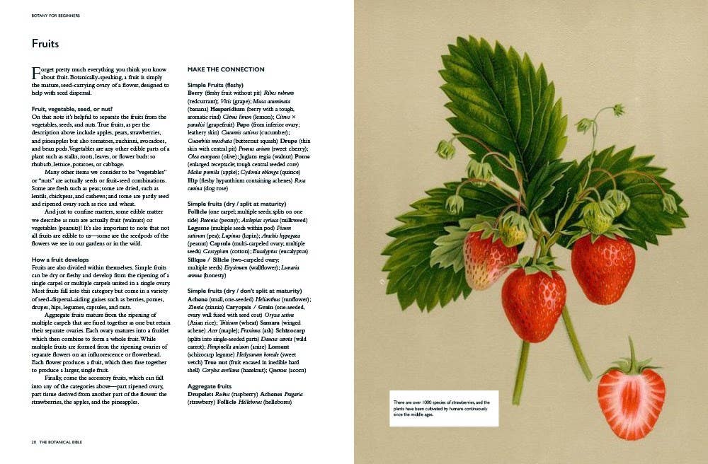 Open Botanical Bible page showing detailed botanical illustration of strawberry fruits with descriptive text on fruit types and varieties